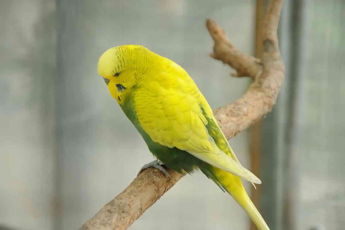 can-a-budgie-break-its-tail-8-common-causes-embora-pets