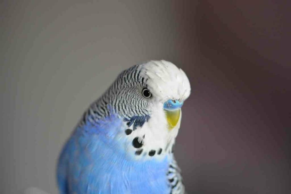 How long do budgies live 1 Budgie Lifespan: How Long Do Budgies Live?