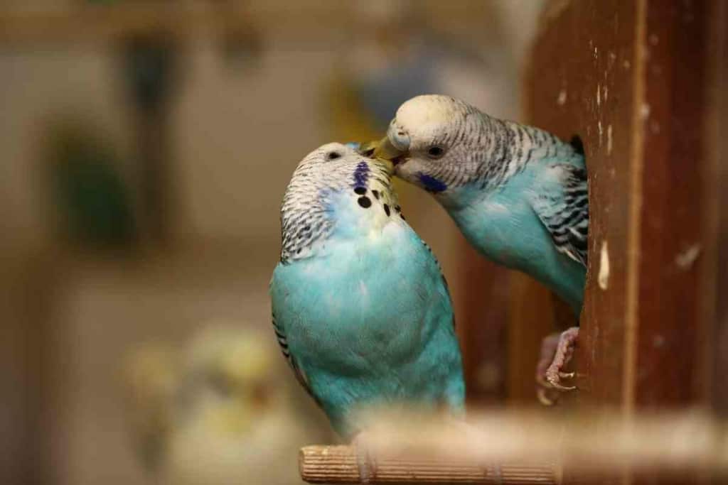 How long do budgies live 3 Budgie Lifespan: How Long Do Budgies Live?