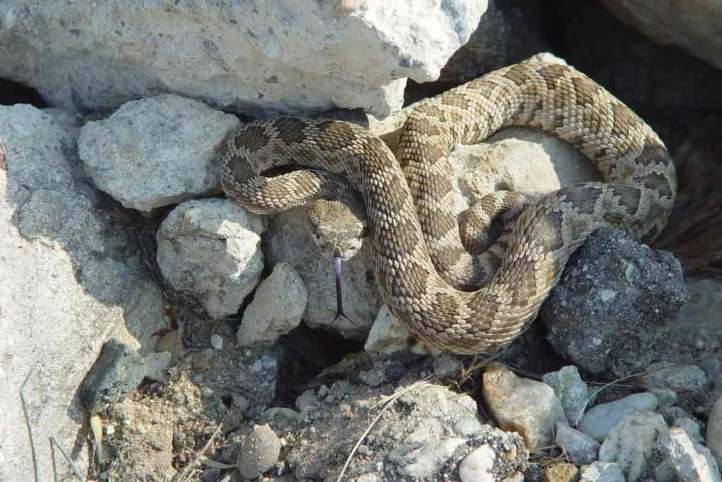 How long do rattlesnakes live in the wild 1 Wild Rattlesnake Lifespan: How Long Do Wild Rattlesnakes Live?
