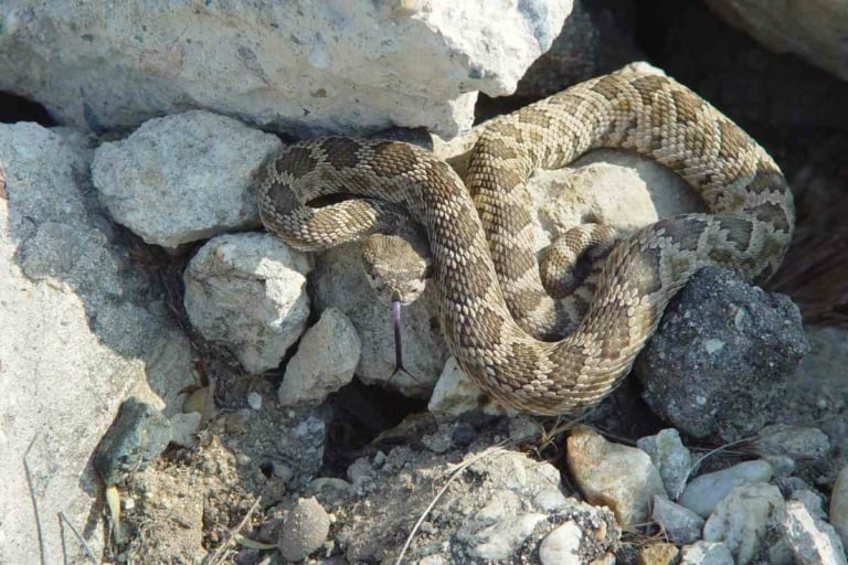 Wild Rattlesnake Lifespan How Long Do Wild Rattlesnakes Live? Embora Pets
