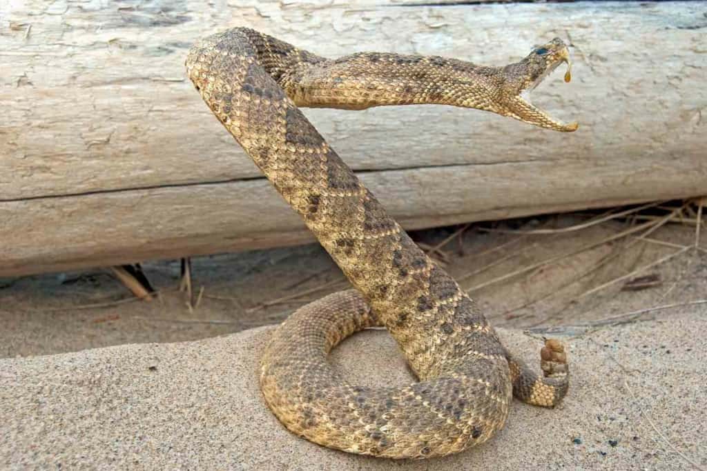 How long do rattlesnakes live in the wild Wild Rattlesnake Lifespan: How Long Do Wild Rattlesnakes Live?