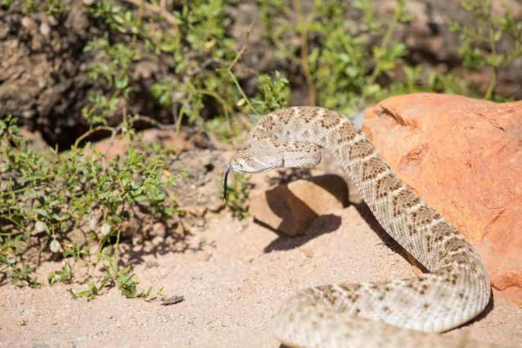 How long do rattlesnakes live in the wild 2 Wild Rattlesnake Lifespan: How Long Do Wild Rattlesnakes Live?