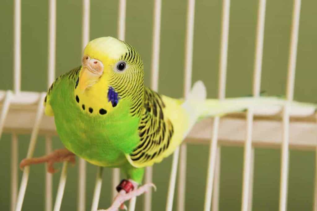What does my Budgie need in their cage 1 1 Outfitting Your Budgie’s Cage: Everything You Need & Don’t Need!