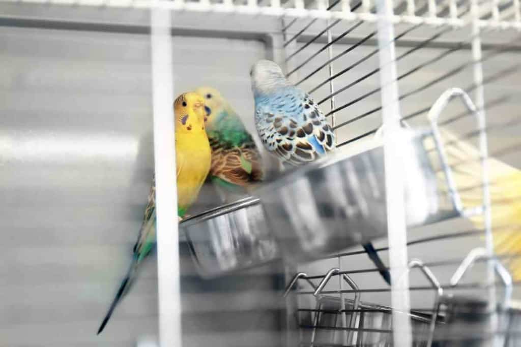 What does my Budgie need in their cage 2 Outfitting Your Budgie’s Cage: Everything You Need & Don’t Need!