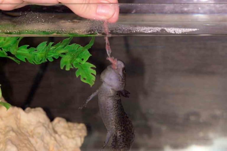 5 Foods To Feed Juvenile Axolotl