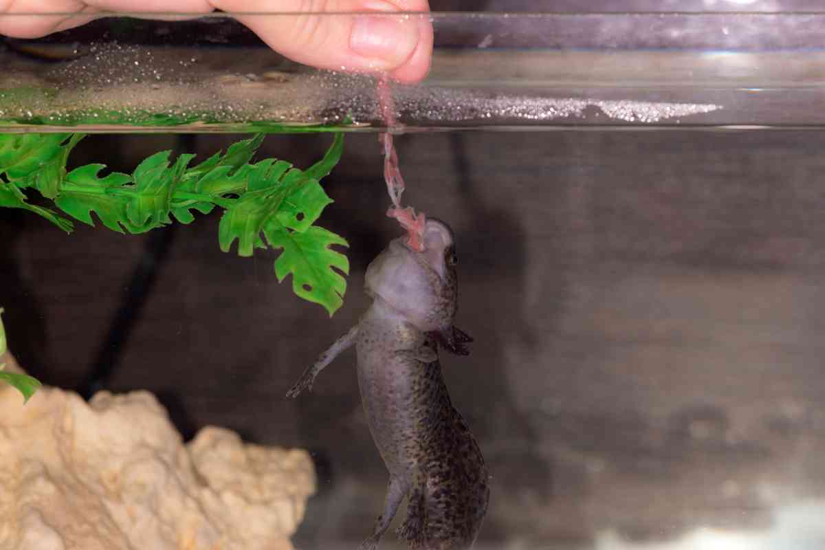 Alimentation en granulés pour Axolotl juvénile Axolotl food baby -  REPTILIS