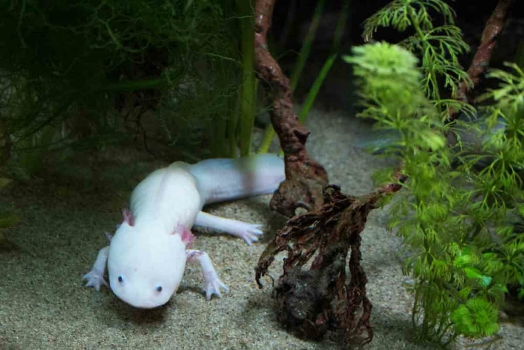 What should I feed a juvenile axolotl 3 <strong>5 Food Options For Your Juvenile Axolotl</strong>