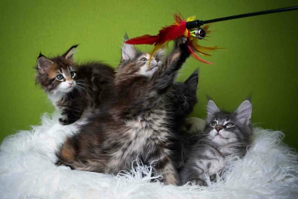 When do Maine Coon kittens calm down 1 1 At What Age Do Maine Coon Kittens Naturally Calm Down?