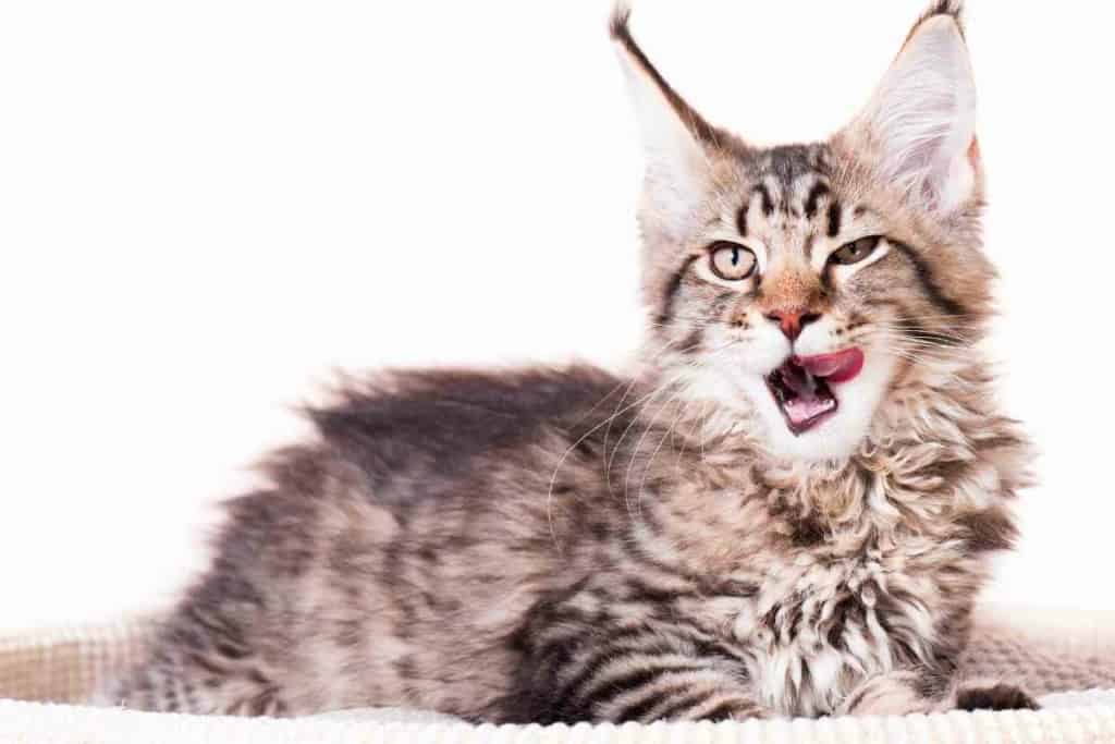 When do Maine Coon kittens calm down 2 At What Age Do Maine Coon Kittens Naturally Calm Down?