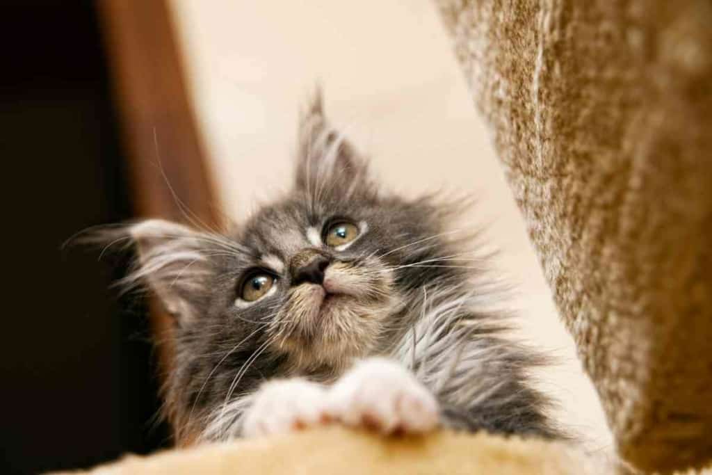 When do Maine Coon kittens calm down 3 At What Age Do Maine Coon Kittens Naturally Calm Down?