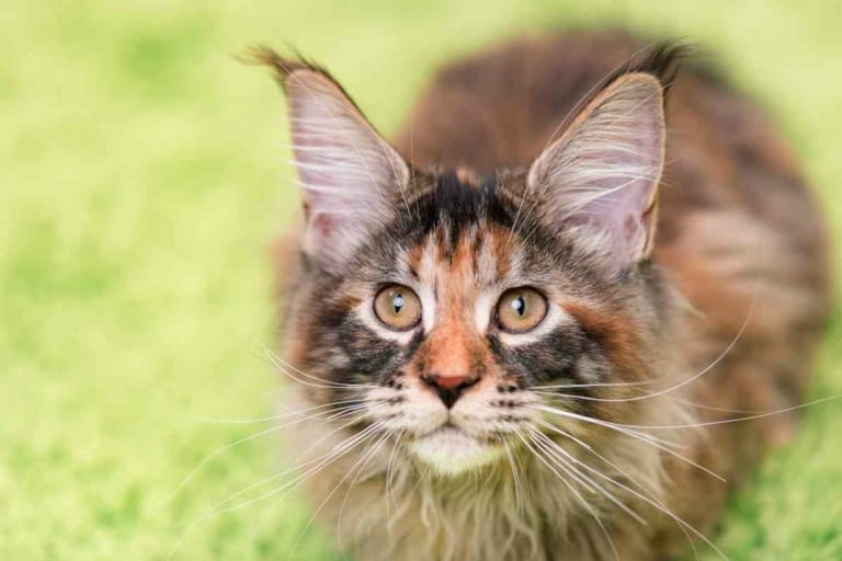 At What Age Do Maine Coon Kittens Naturally Calm Down?