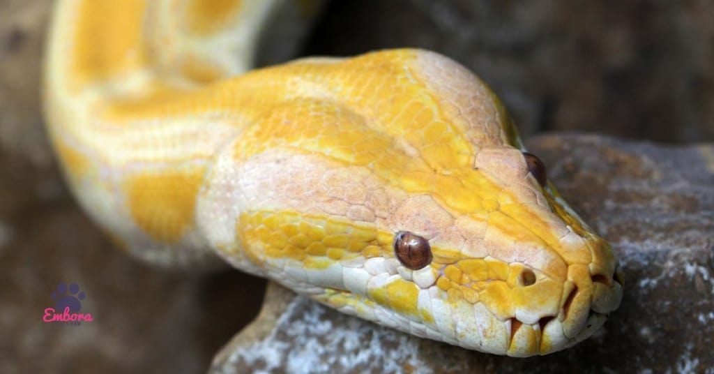 Albino Ball Pythons