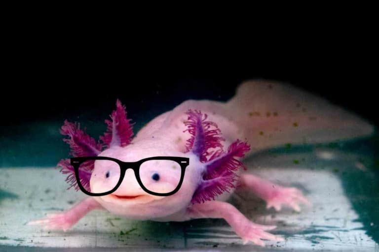 Axolotl Vision: What They Can & Cannot See