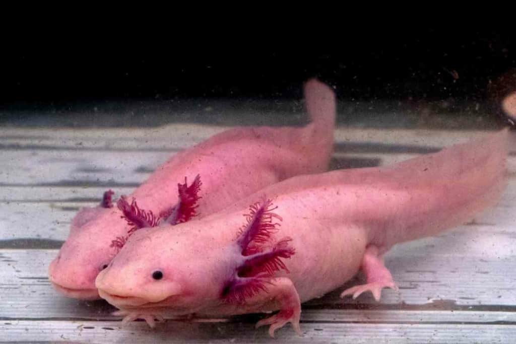 Axolotl Vision Axolotl Vision: What They Can & Cannot See