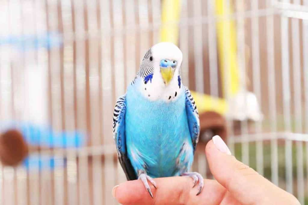 Budgie Suddenly Died 1 7 Reasons Why Your Budgie Suddenly Died