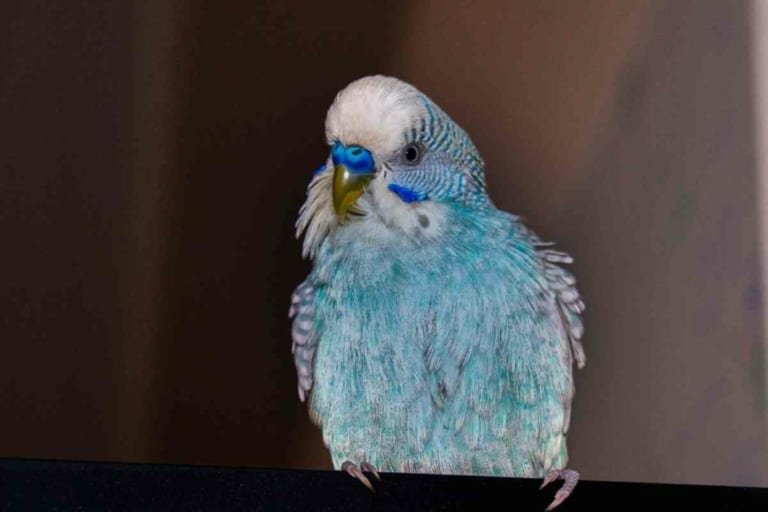 Do Budgies Lose Weight When They Molt? Answered!