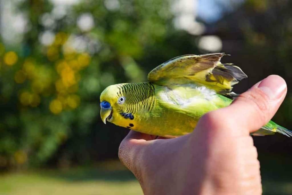 Do Budgies Lose Weight When They Molt 2 Do Budgies Lose Weight When They Molt? Answered!