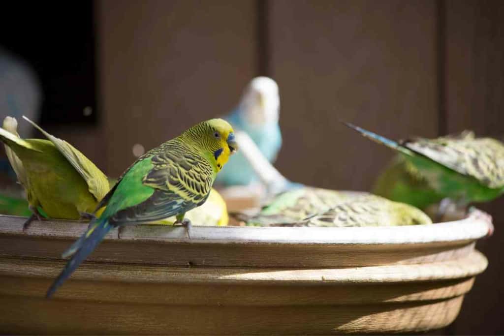 Do Budgies need nesting material 1 1 Nesting Material For Budgies: What To Use, When, & Why