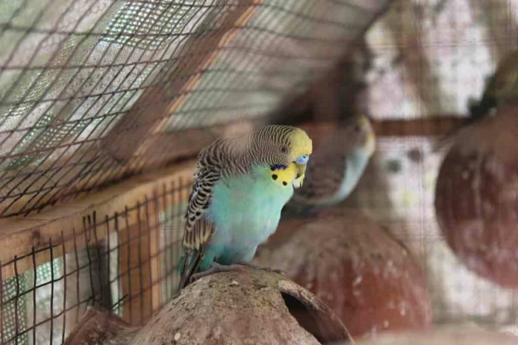 Do Budgies need nesting material 1 Nesting Material For Budgies: What To Use, When, & Why