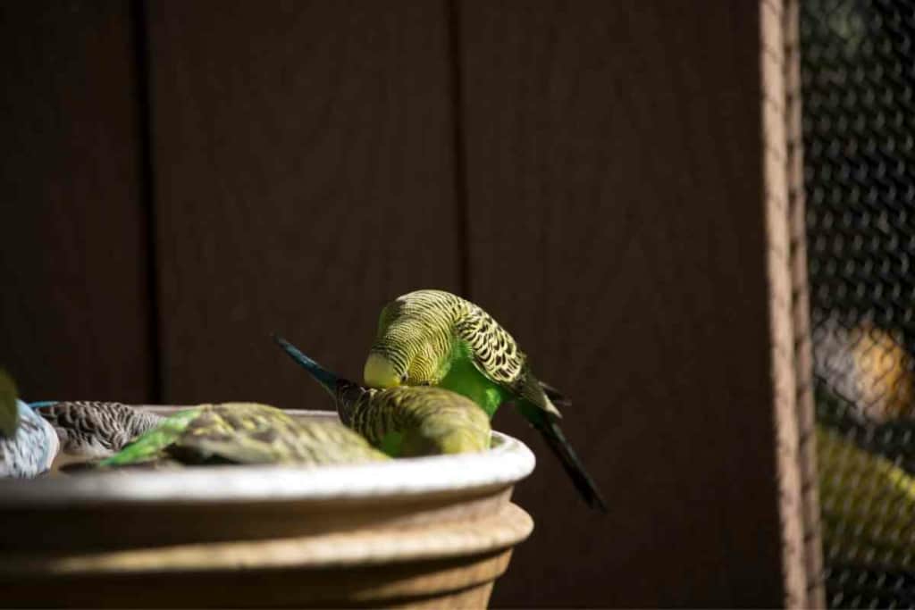 Do Budgies need nesting material 2 Nesting Material For Budgies: What To Use, When, & Why