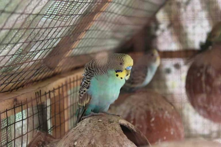 Nesting Material For Budgies: What To Use, When, & Why