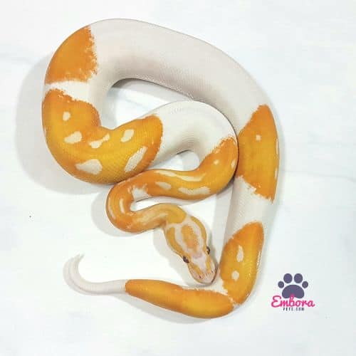 Dreamcicle Ball Python Morph Best Temperatures for Keeping a Ball Python