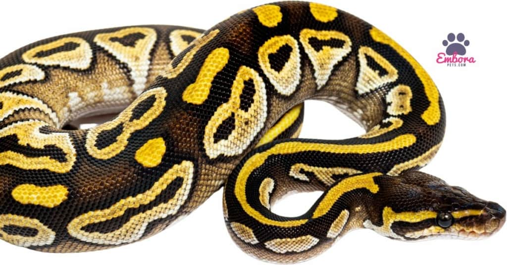 Pastel AVC Ball Python Types of Ball Python Morphs: An In-Depth Guide