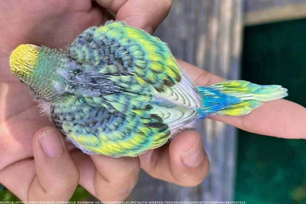 Whats a Rainbow Budgie 2 1 Rainbow Budgies: The Ultimate Guide