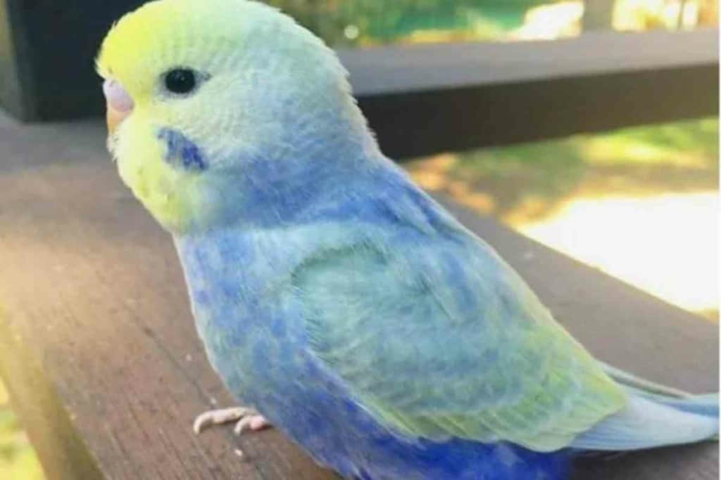 Whats a Rainbow Budgie 3 Rainbow Budgies: The Ultimate Guide