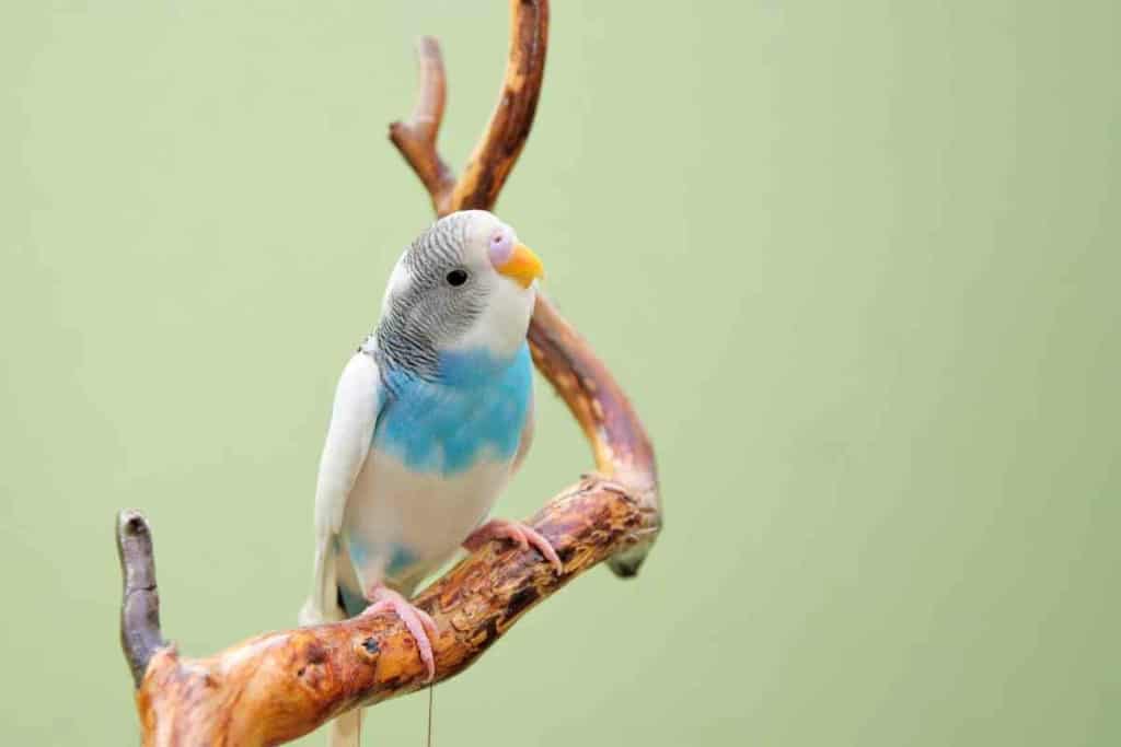 When do budgies molt 2 Here’s When Budgies Molt Their Feathers & How You Can Help