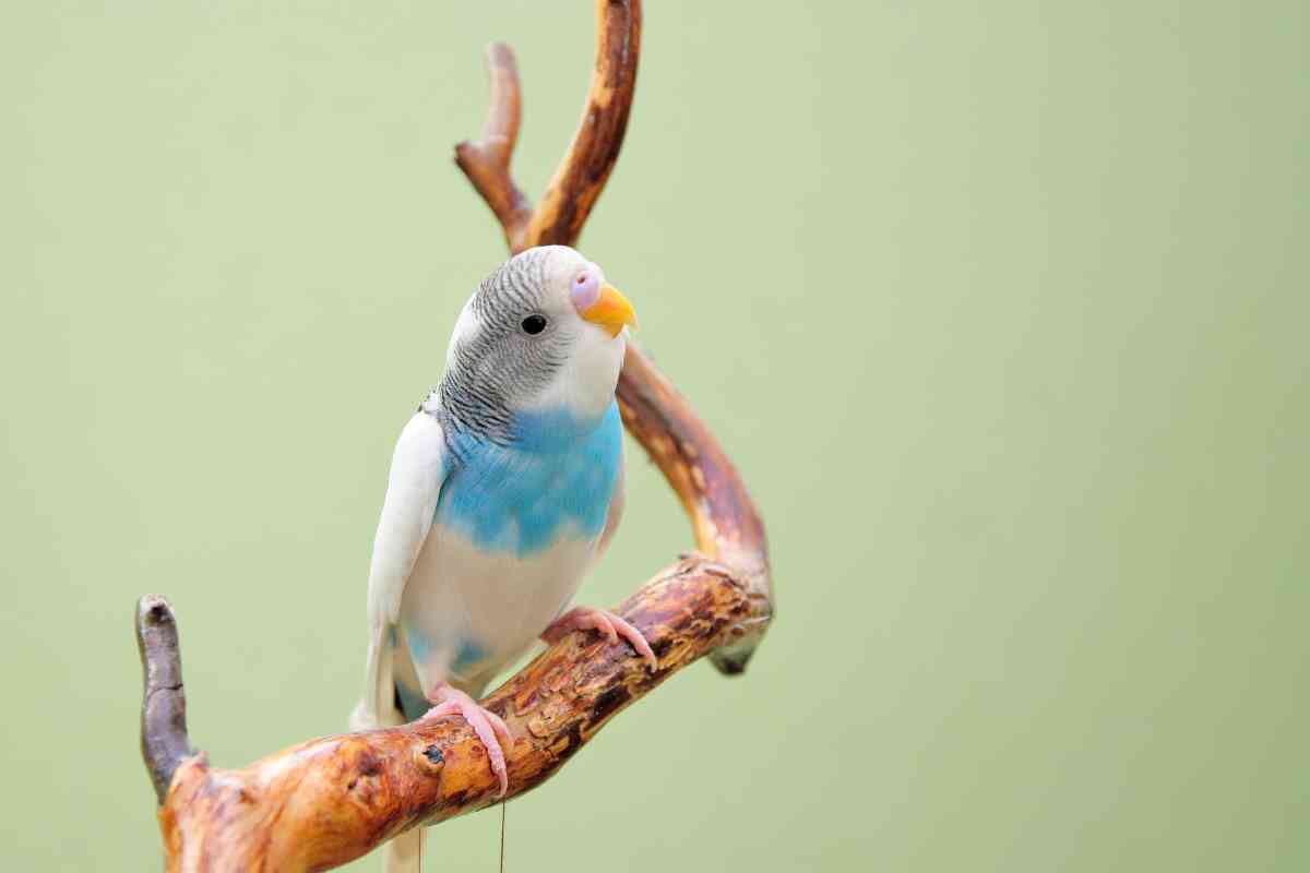 Here’s When Budgies Molt Their Feathers & How You Can Help - Embora Pets