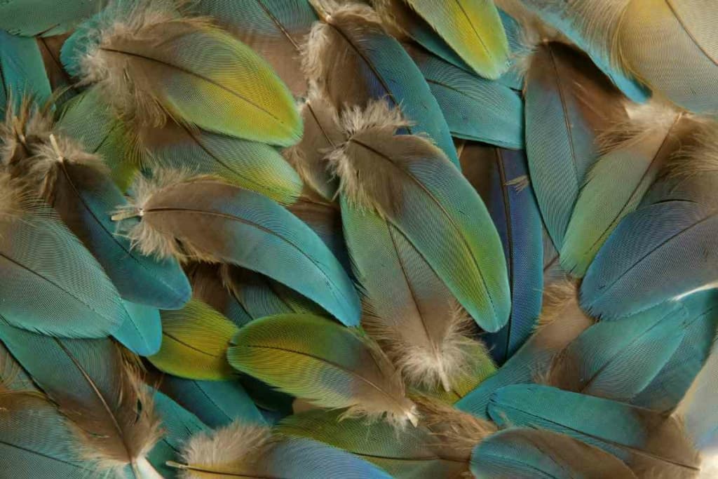 When do budgies molt 3 Here’s When Budgies Molt Their Feathers & How You Can Help