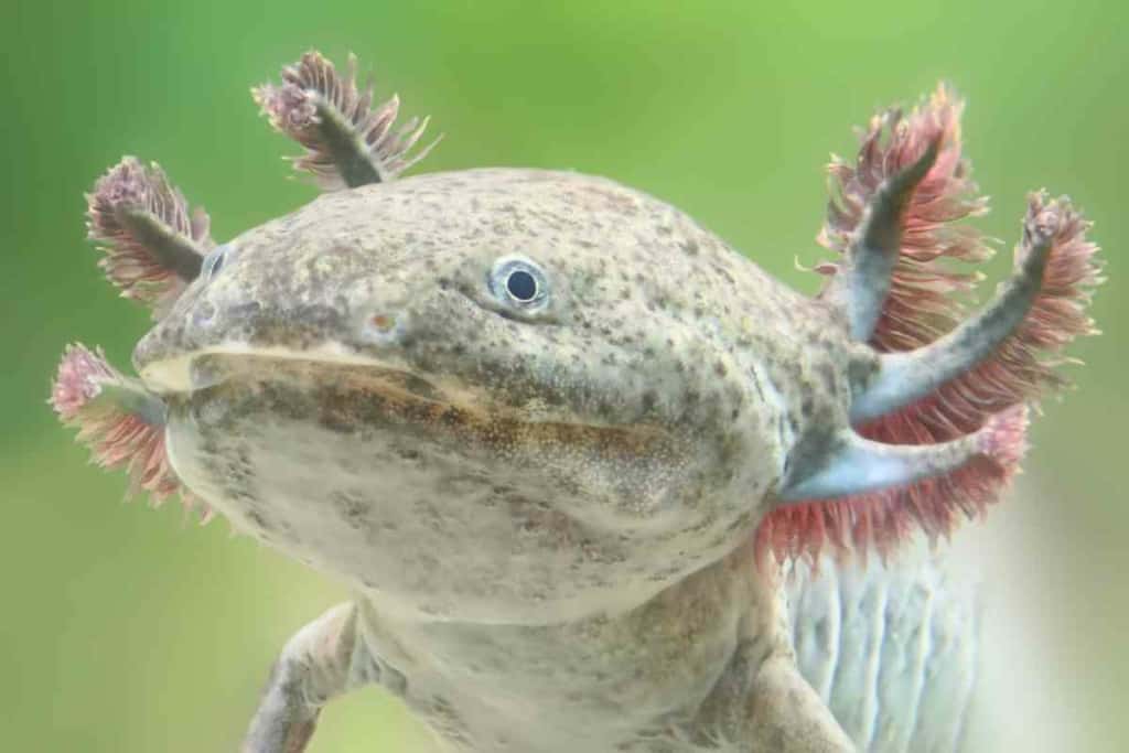 Why Do Axolotls Eat Each Other 3 Why Do Axolotls Eat Each Other? 6 Reasons & What You Can Do About It!