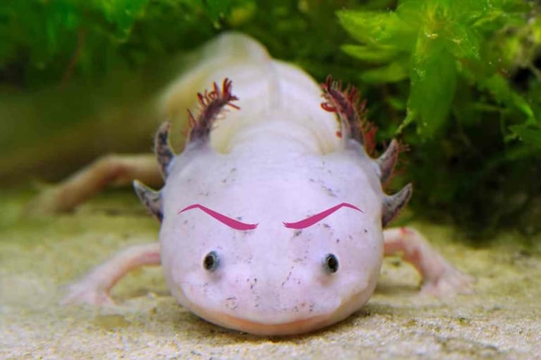 Do axolotls eat each other? Are axolotls cannibals?