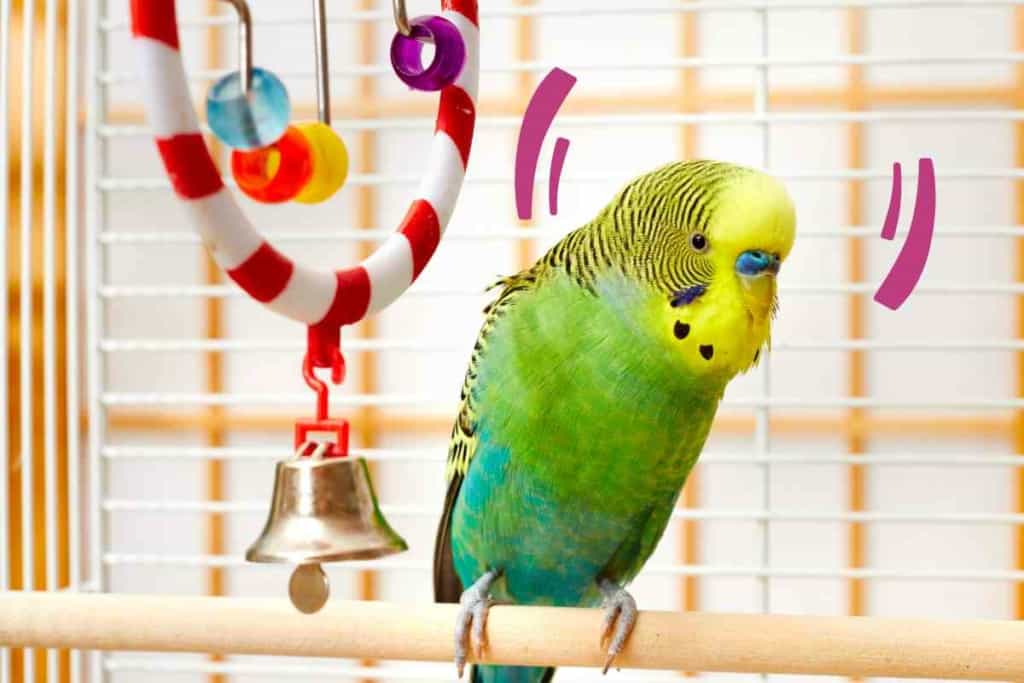 Why do budgies bob their heads 1 1 8 Reasons Why Your Budgie Keeps Bobbing Their Heads