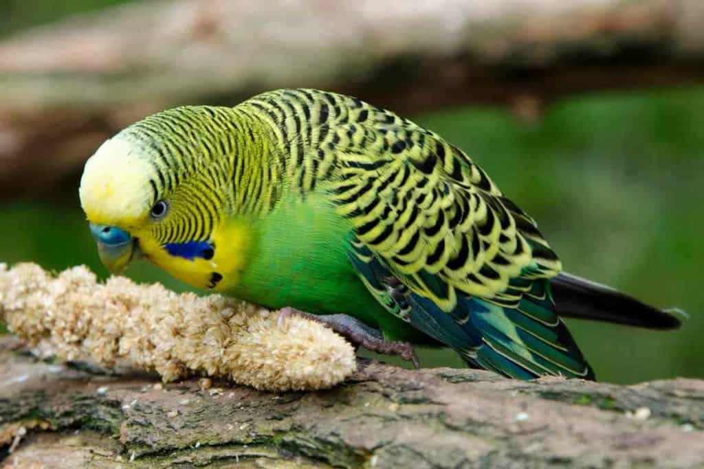 Why do budgies bob their heads 1 8 Reasons Why Your Budgie Keeps Bobbing Their Heads