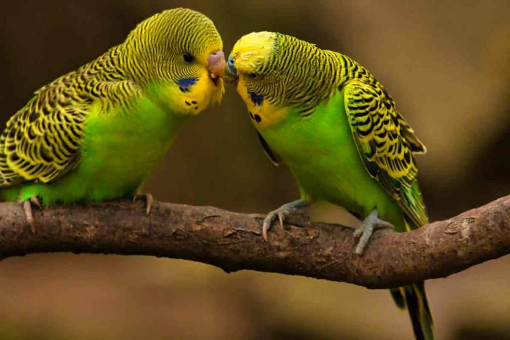 Why do budgies bob their heads 2 8 Reasons Why Your Budgie Keeps Bobbing Their Heads