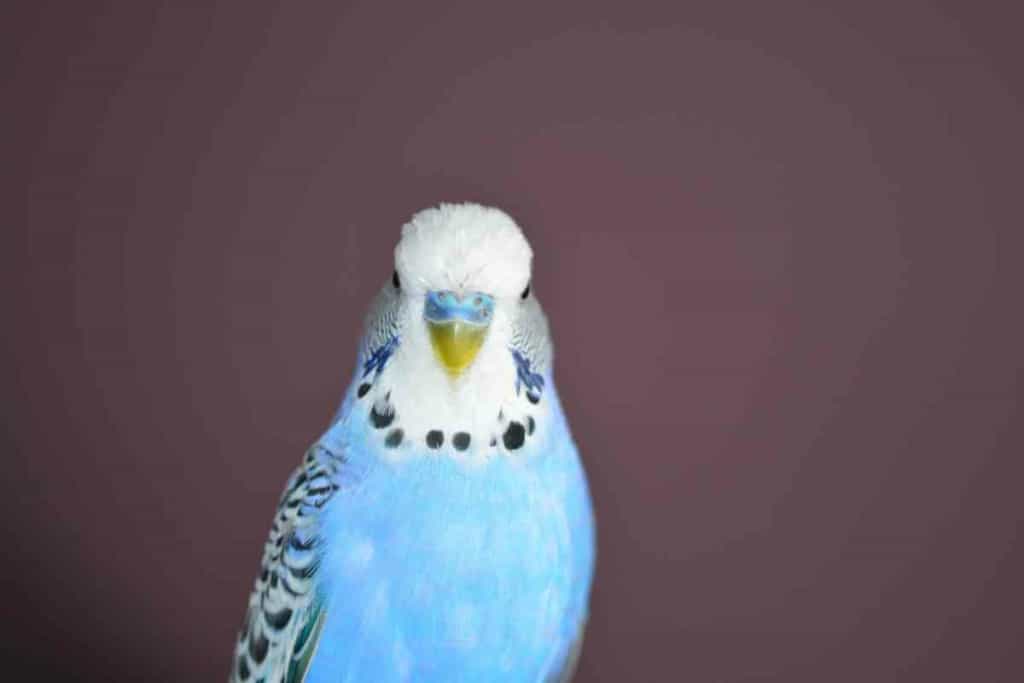 Why do budgies bob their heads 4 8 Reasons Why Your Budgie Keeps Bobbing Their Heads
