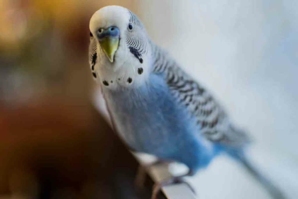 Why do budgies bob their heads 5 8 Reasons Why Your Budgie Keeps Bobbing Their Heads