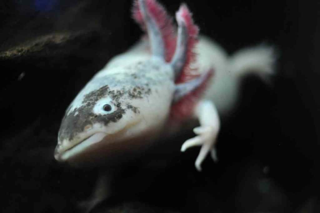 Why is my axolotl floating 1 What To Do If Your Axolotl Is Floating