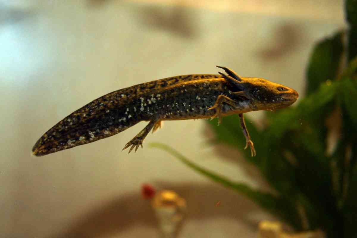 What To Do If Your Axolotl Is Floating Embora Pets