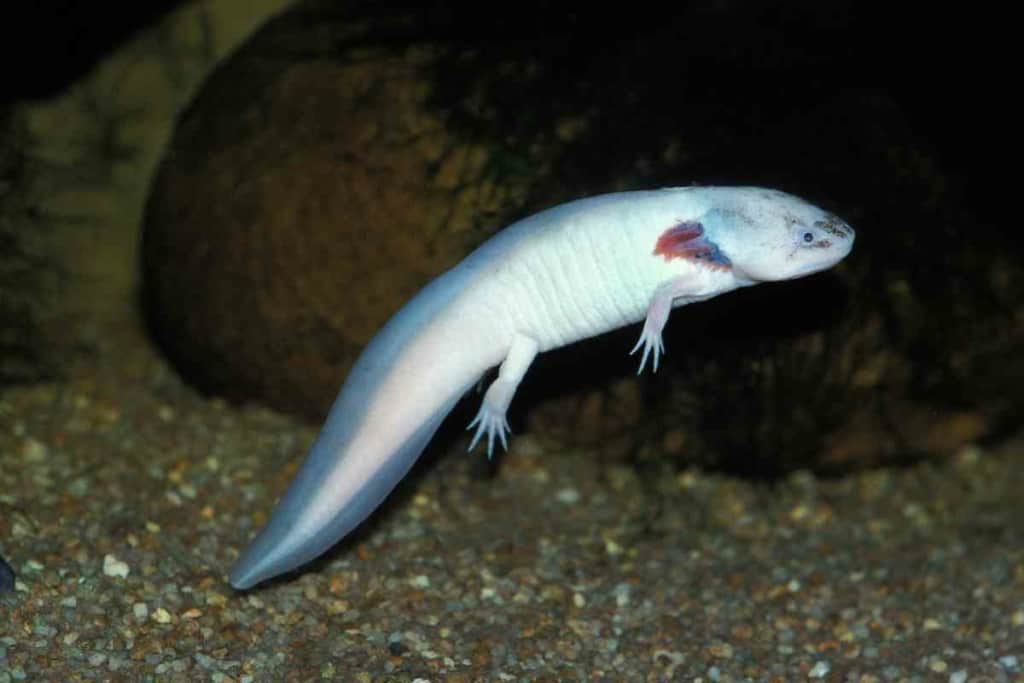 axolotl floating in the water