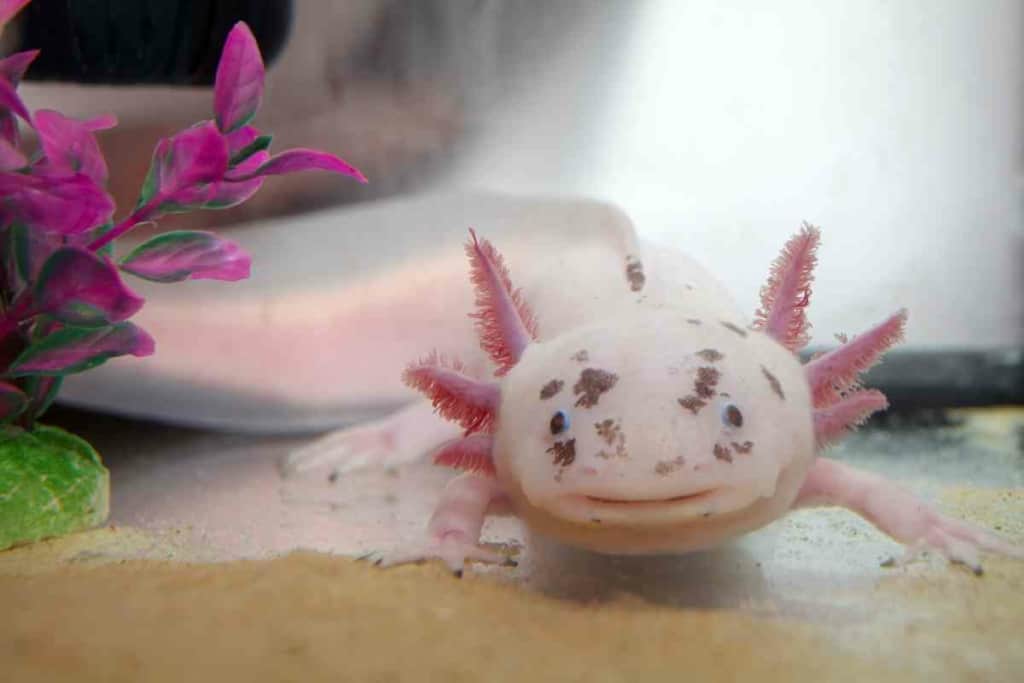 melafix axolotl 3 Is Melafix Safe For Axolotls? Know Before You Dose!