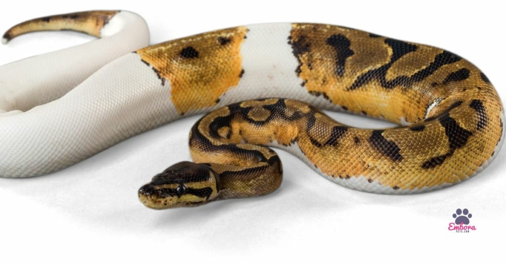 piedbald python Best Plants for Ball Pythons (What's Safe)