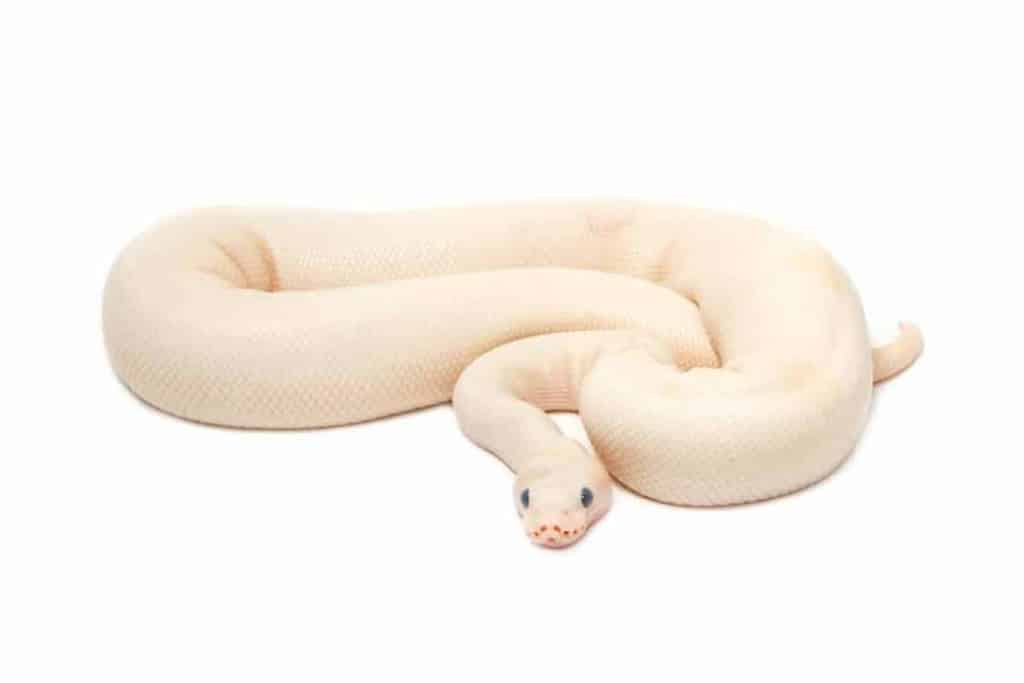 13 cool facts about albino ball pythons 1080x720 1 How Often Do Pythons Lay Eggs?