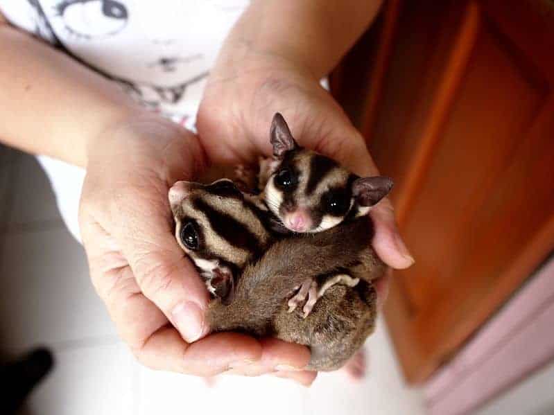 Sugar glider best sale for sale