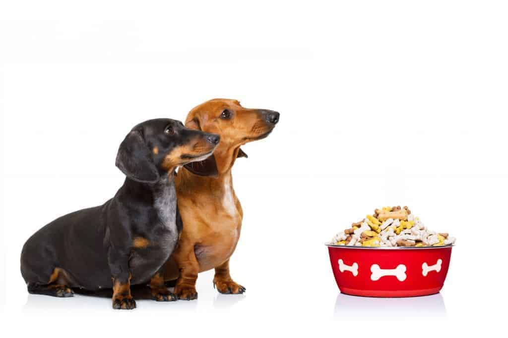 90805261 m 1024x683 1 What Do Dachshunds Eat? The Ultimate Guide!
