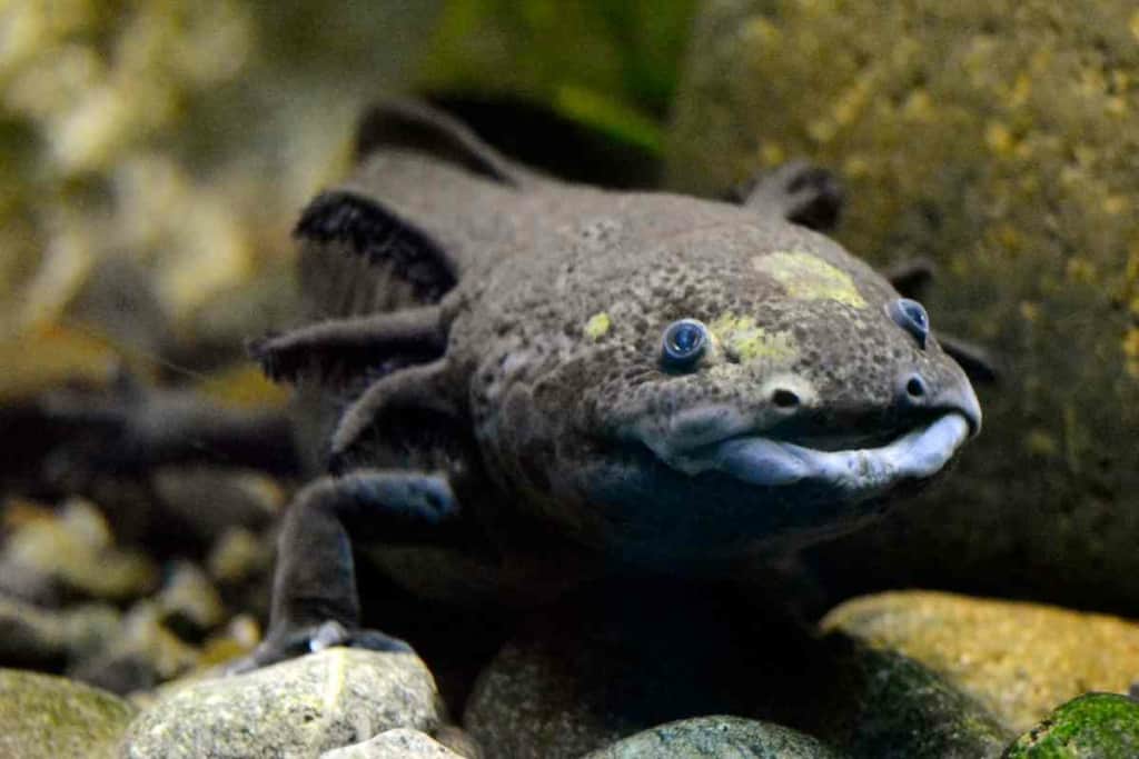Axolotl Types