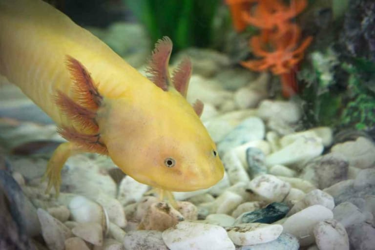 Axolotl Color Morphing: 9 Reasons Your Axolotl Changed Colors